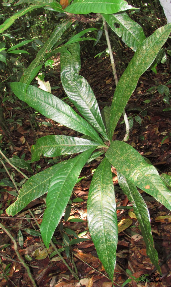 Stemonoporus moonii Thwaites